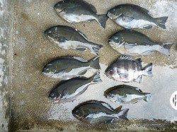 オキアミ、ボイルをエサにグレ&チヌ　湯浅の磯フカセ釣り