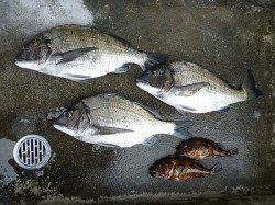 オキアミ、ボイルをエサにグレ&チヌ　湯浅の磯フカセ釣り