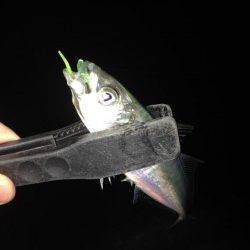 白浜周辺、アジング上向きです！