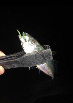 白浜周辺、アジング上向きです！