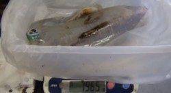 元島堤防　ヤエンでアオリイカ1965g