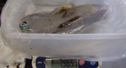 元島堤防　ヤエンでアオリイカ1965g