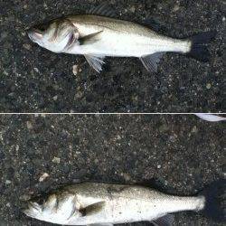 神戸港4,5,6,8防　2時間のエビ撒き釣行でセイゴ＆ハネ