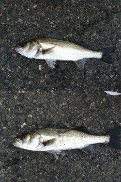 神戸港4,5,6,8防　2時間のエビ撒き釣行でセイゴ＆ハネ