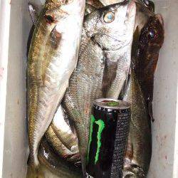 地蔵鼻の磯フカセでチヌ&ウキ釣りでアジ、大漁でした♪