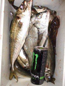 地蔵鼻の磯フカセでチヌ&ウキ釣りでアジ、大漁でした♪