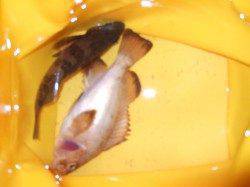 林崎漁港ウキ釣りでメバル狙い