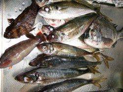 香住でフカセチヌ&ウキ釣りでアジ〜集魚材が数のばすキモ？