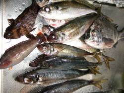 香住でフカセチヌ&ウキ釣りでアジ〜…