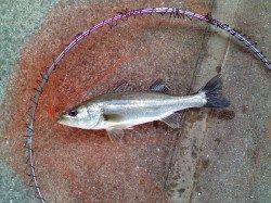 南甲子園浜　エビ撒き釣りは潮が満ち始めた夕方からアタリ