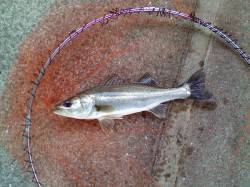 南甲子園浜　エビ撒き釣りは潮が満ち始めた夕…