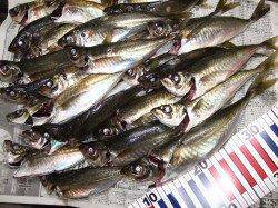 下浜港暗くなってからのアジ釣りで良型アジ入れ食い