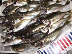 下浜港暗くなってからのアジ釣りで良型アジ入…