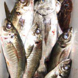 地蔵鼻の磯フカセでチヌ&ウキ釣りでアジ、大漁でした♪