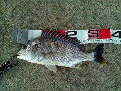 夕方からアタリありエビ撒き釣りでキビレ&ハネ・スズキ