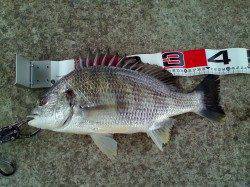 エビ撒きで真チヌ48cm&キビレ43cm、満足の釣り