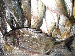 香住でフカセチヌ&ウキ釣りでアジ〜集魚材が数のばすキモ？