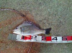 南甲子園浜　エビ撒き釣りは潮が満ち始めた夕方からアタリ