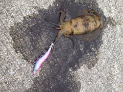 田中インティライミ様より【DUEL EZ-Q CAST】のモニターレポート