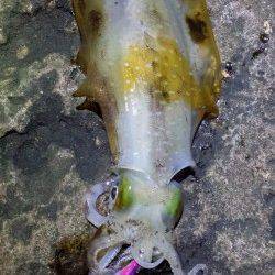 haru様よりデュエル【DUEL EZ-Q CAST】エギングのアオリイカ狙い　南紀の地磯インプレッション！　