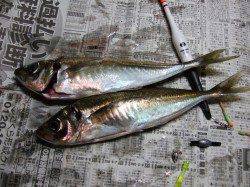 下浜港暗くなってからのアジ釣りで良型アジ入れ食い