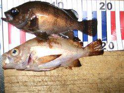 林崎漁港ウキ釣りでメバル狙い