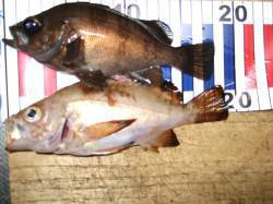 林崎漁港ウキ釣りでメバル狙い