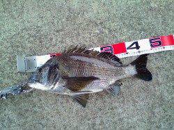 エビ撒きで真チヌ48cm&キビレ43cm、満足の釣り