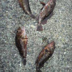 室津にて本命の花見ガレイはあたらず、テトラでガシラの釣果