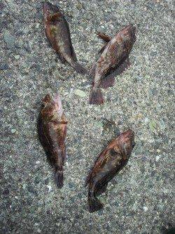 室津にて本命の花見ガレイはあたらず、テトラでガシラの釣果