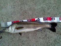 夕方からアタリありエビ撒き釣りでキビレ&a…