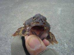 室津港にて初めてメバリングにチャレンジ！