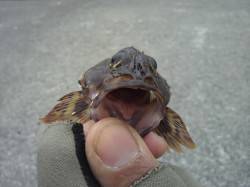 室津港にて初めてメバリングにチャレンジ！ …