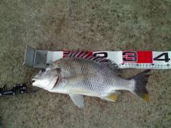 エビ撒きでアタリ多数〜キビレの乗っ込みスー…