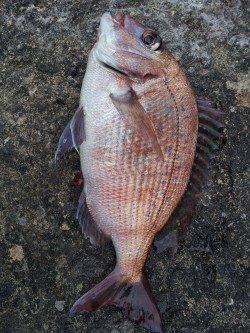 北港魚つり公園でカゴ釣り いろいろな魚を楽しみました♪