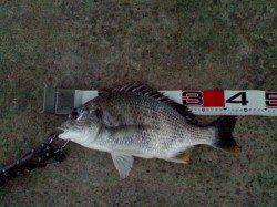 エビ撒きでアタリ多数〜キビレの乗っ込みスータート