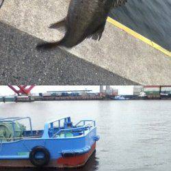 神戸港4,5,6,8防　2時間のエビ撒き釣行でセイゴ＆ハネ