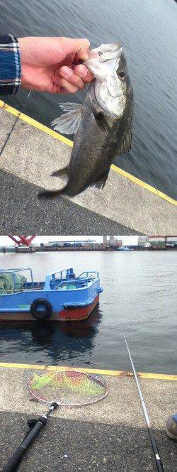 神戸港4,5,6,8防　2時間のエビ撒き釣行でセイゴ＆ハネ