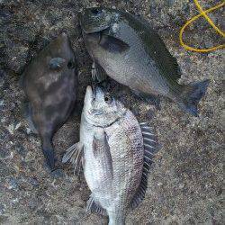 北港魚つり公園でカゴ釣り いろいろな魚を楽しみました♪