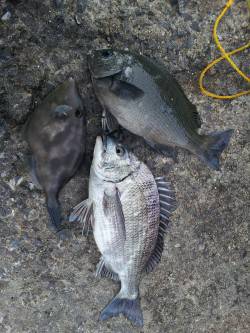 北港魚つり公園でカゴ釣り　いろいろな魚を楽…