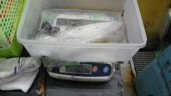 串本港周辺エギング・ヤエン・ウキ釣りでアオ…