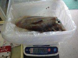 岩代　エギングでアオリイカの釣果あり