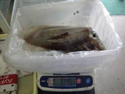 岩代 エギングでアオリイカの釣果あり