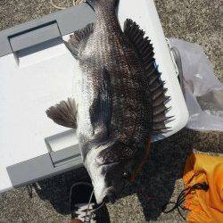 芳養新波止での紀州釣り釣果〜チヌ49cm頭に5枚