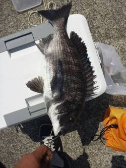 芳養新波止での紀州釣り釣果〜チヌ49cm頭…