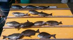 大イナヤのフカセ釣りでグレ13枚