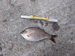 本荘人工島の探り釣りでメバル・アブシン・ウミタナゴ