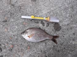 本荘人工島の探り釣りでメバル・アブシン・ウ…