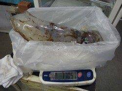椿見草のブリマ地磯でアオリイカ2210g・1705g