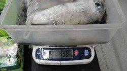 すさみでヤエン釣り、アオリイカ6杯